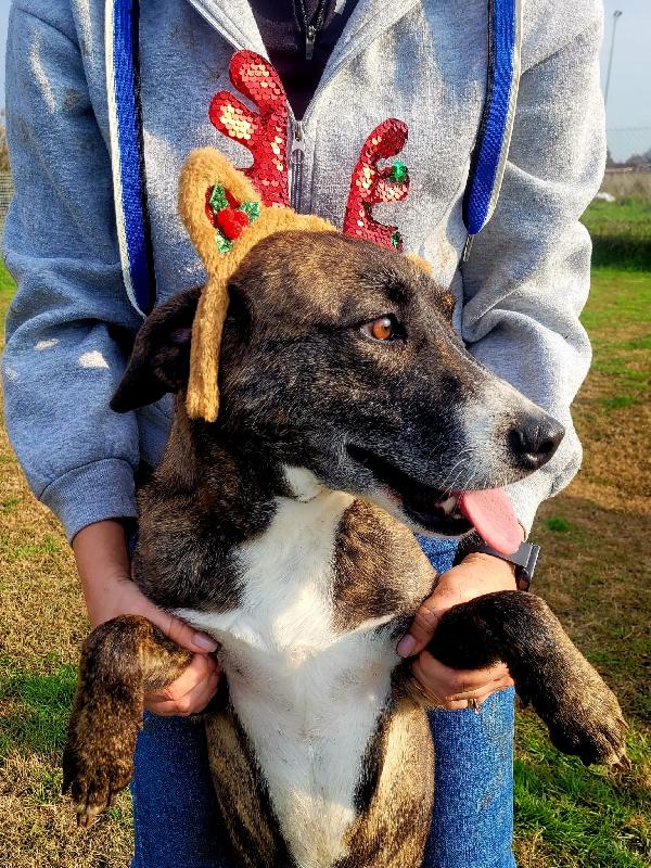 Zoom, la cagnolina più simpatica del canile  Foto 2